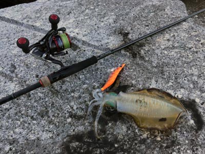 セフィア CI4+ リールを使用したエギング　和歌山2017投稿まとめ！