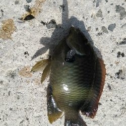 シマスズメダイ