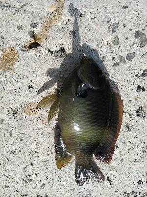 シマスズメダイ