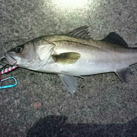 明けおめフィーシュ‼