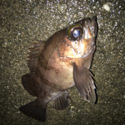 大晦日メバリング