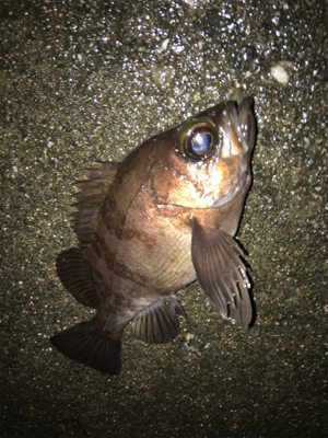 大晦日メバリング