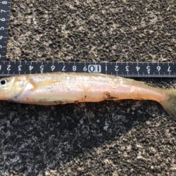 年末越冬キス釣り