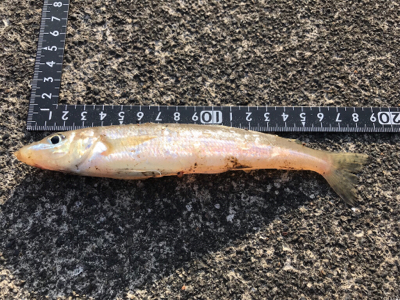 年末越冬キス釣り