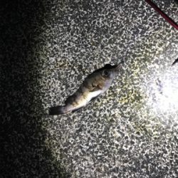 今年の運だめし