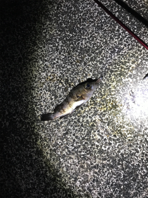 今年の運だめし