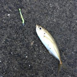 元旦からメバリングアジング