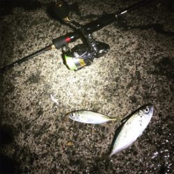 釣り始め極寒アジング