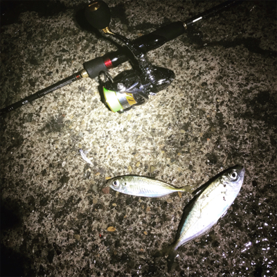 釣り始め極寒アジング