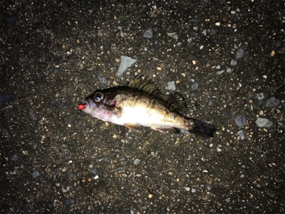 平成３０年初釣り。