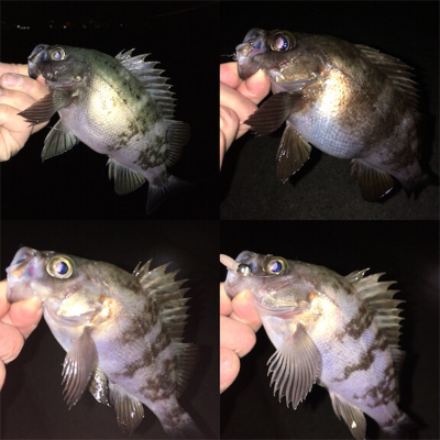 初釣りメバリング