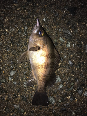 ブーティーシェイク2インチＵＶクリアアカラ…