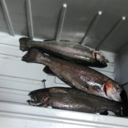 管理釣り場釣行