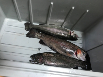 管理釣り場釣行