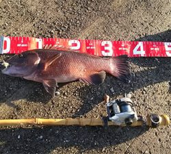 コブダイ釣りと五目釣り