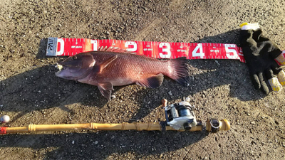 コブダイ釣りと五目釣り