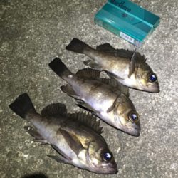 メバリング/アジング/ガシラ 年明け釣り