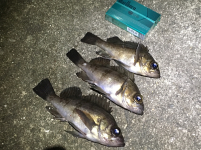 メバリング/アジング/ガシラ 年明け釣り