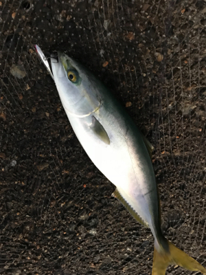 デイシーバス狙いが