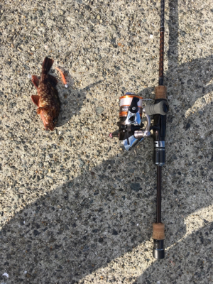 青物厳しいですねー