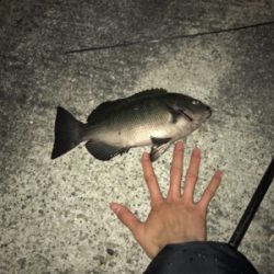 夜釣り初釣り