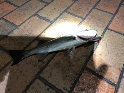 ローリングベイトで37cmシーバス