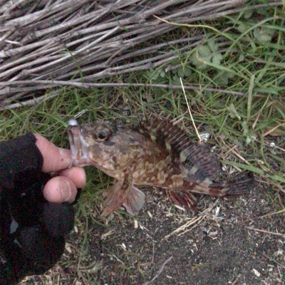 エサ釣りガシラ