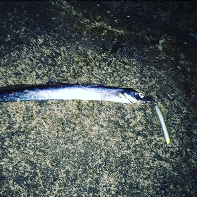 マイワシパターン探し