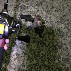 ミニサイズのみ。劇渋