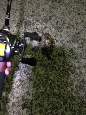 ミニサイズのみ。劇渋