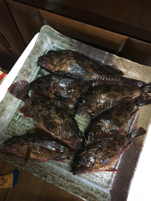 夕まずめの1時間‹‹\(´ω` )/››