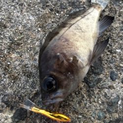 デイメバリング