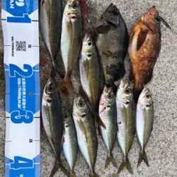 釣り初めアジング！