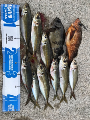 釣り初めアジング！