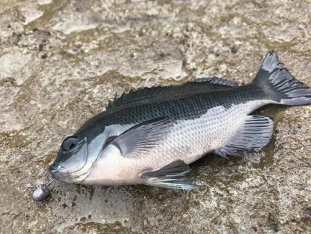 磯ライトゲーム