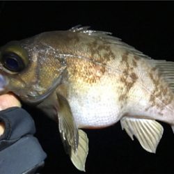 サーフメバリングにどっぷり！