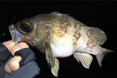 サーフメバリングにどっぷり！