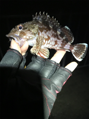 カレイ不発も嬉しい外道！