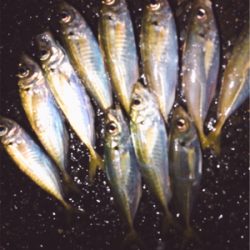 竿始めアジング