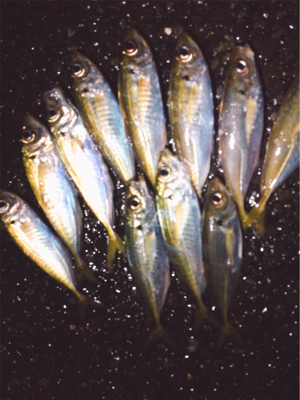 竿始めアジング