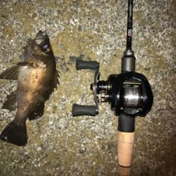 ベイトフィネス