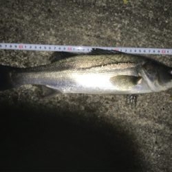 新年 初ゲット‼️