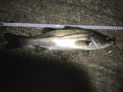 新年 初ゲット‼️