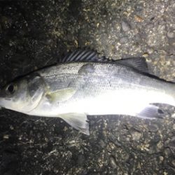 メバルは何処へ？