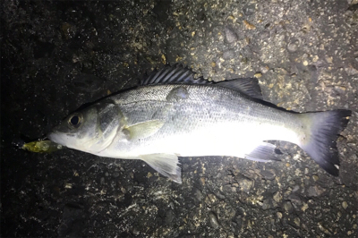 メバルは何処へ？