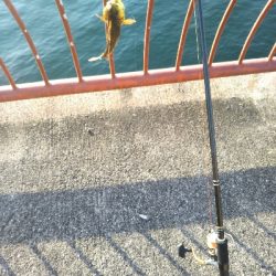 ちょい投げ練習