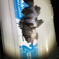 メバルぽつぽつ