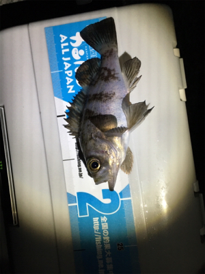 メバルぽつぽつ