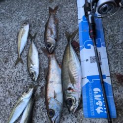 アジング(釣行 其の弐)