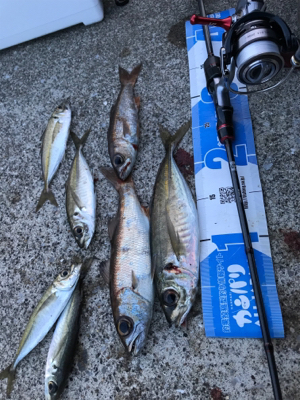 アジング(釣行 其の弐)